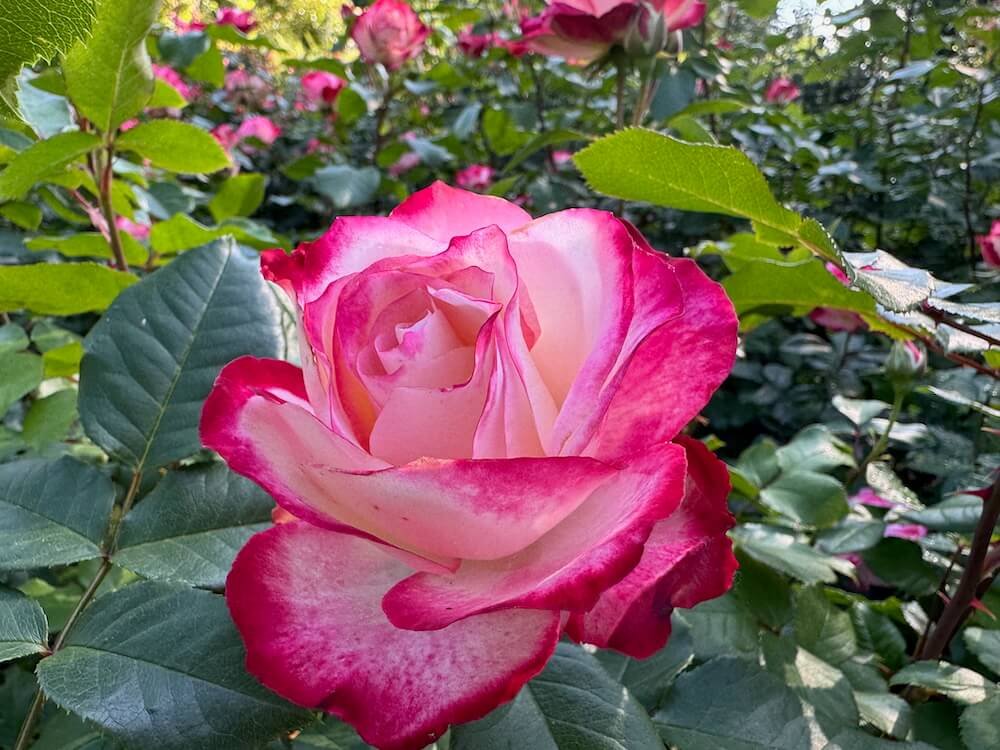 Rosa 'Cherry Parfait'