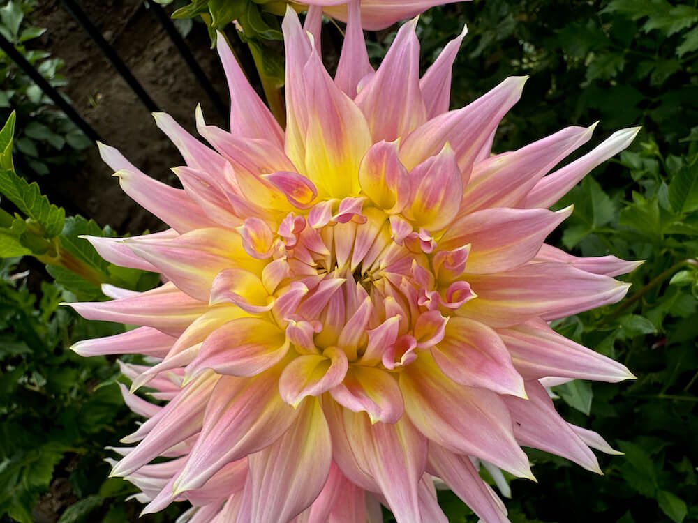 Dahlia ‘Clearview Jonas’