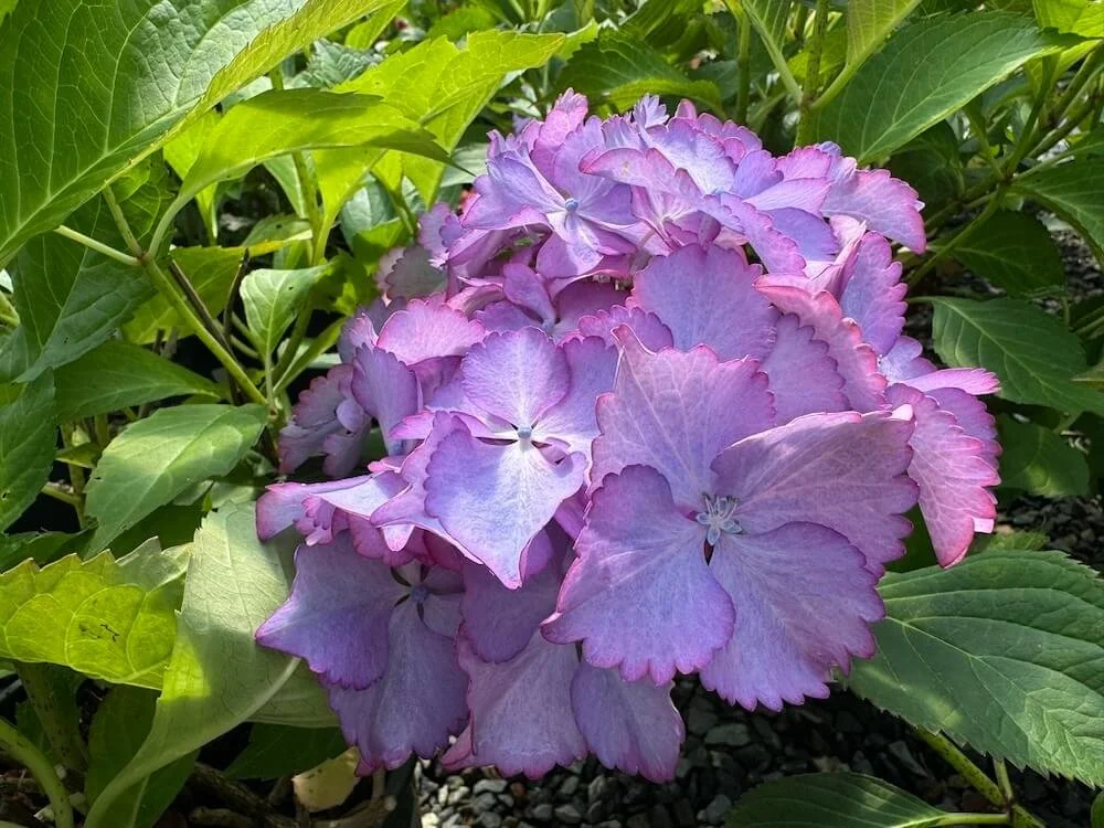 Hydrangea macrophylla 'CAMFRE29'