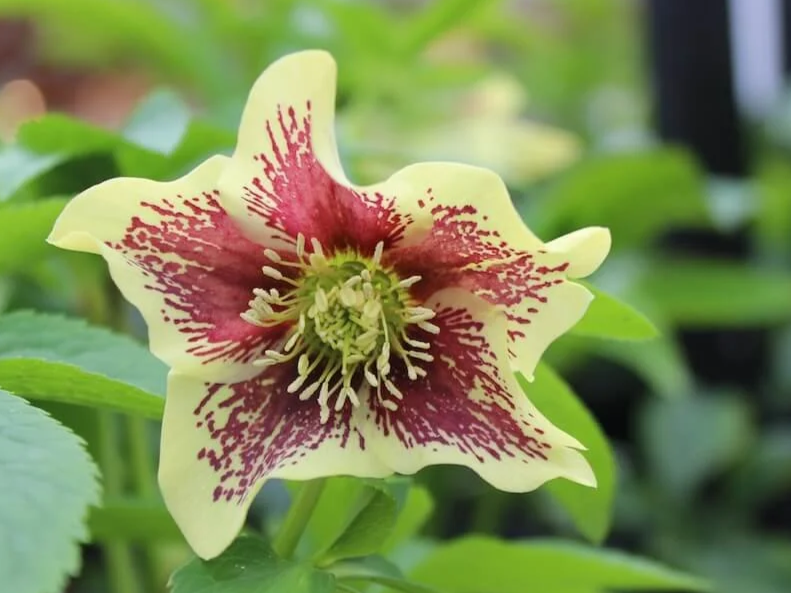 Helleborus x Honeymoon 'Rio Carnival'
