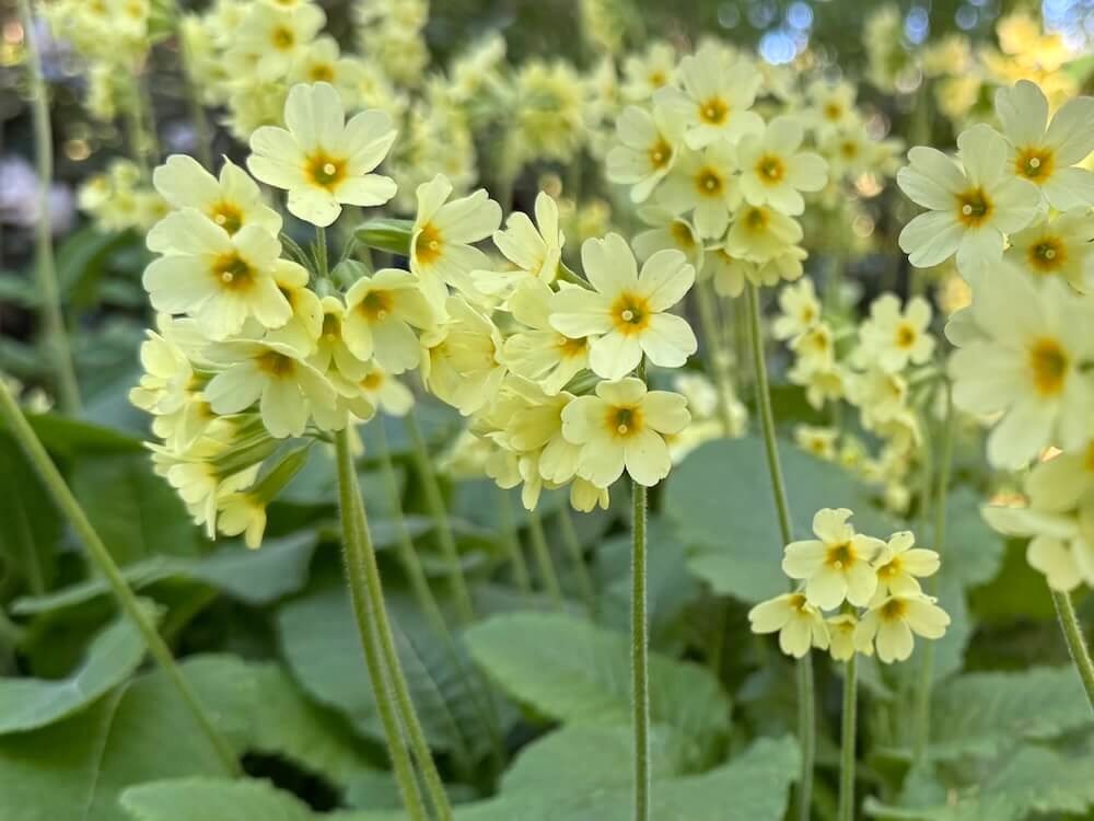 Primula elatior