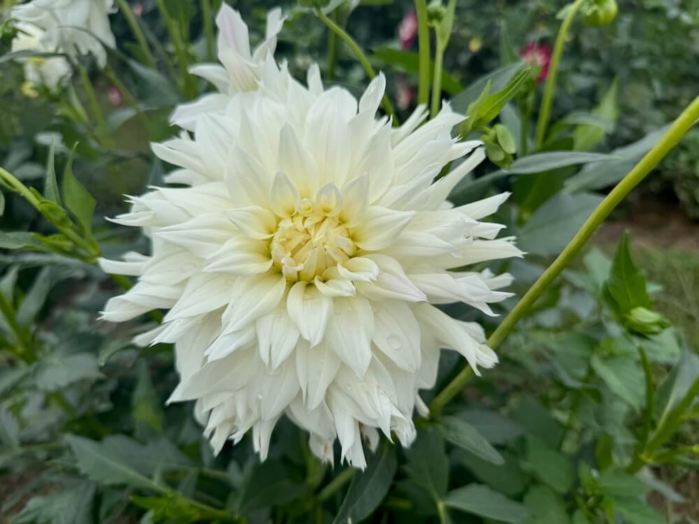 Dahlia 'Hudson's Ice'