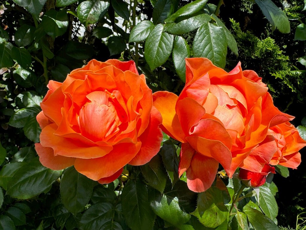 Rosa 'Harwelcome'