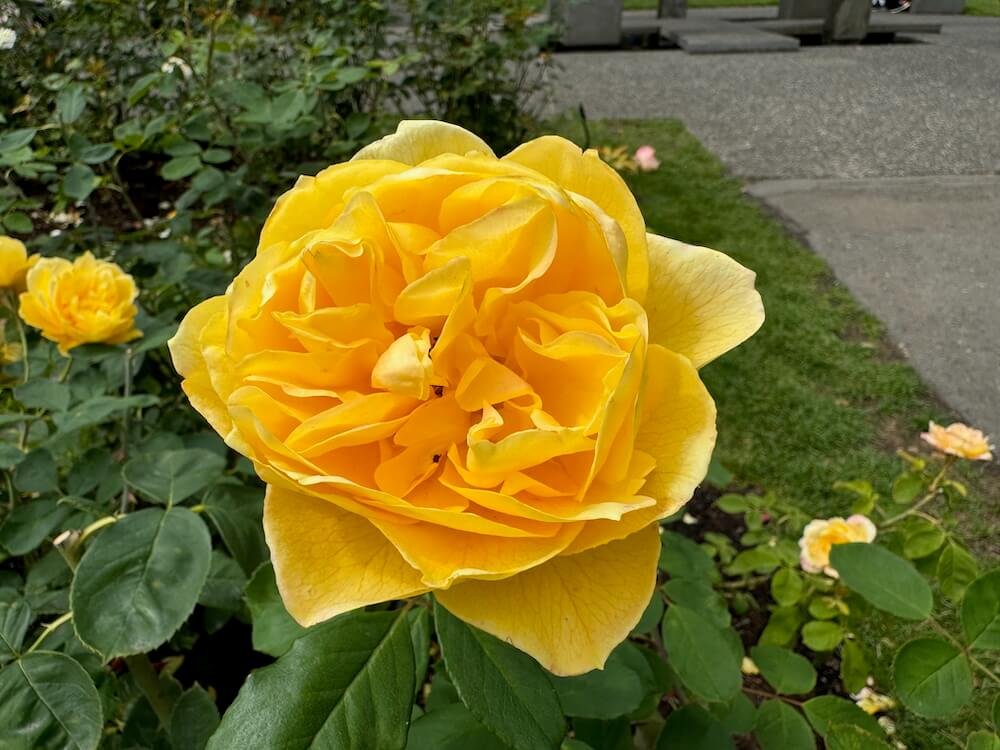 Rosa 'Ch-Ching'