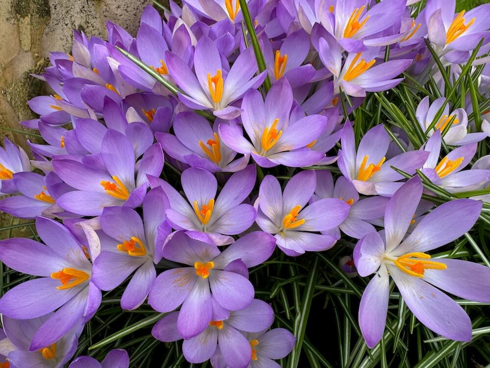 CROCUS