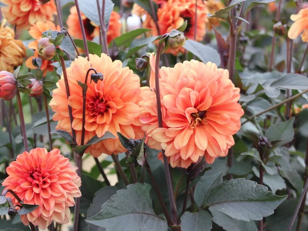 Dahlia 'David Howard'