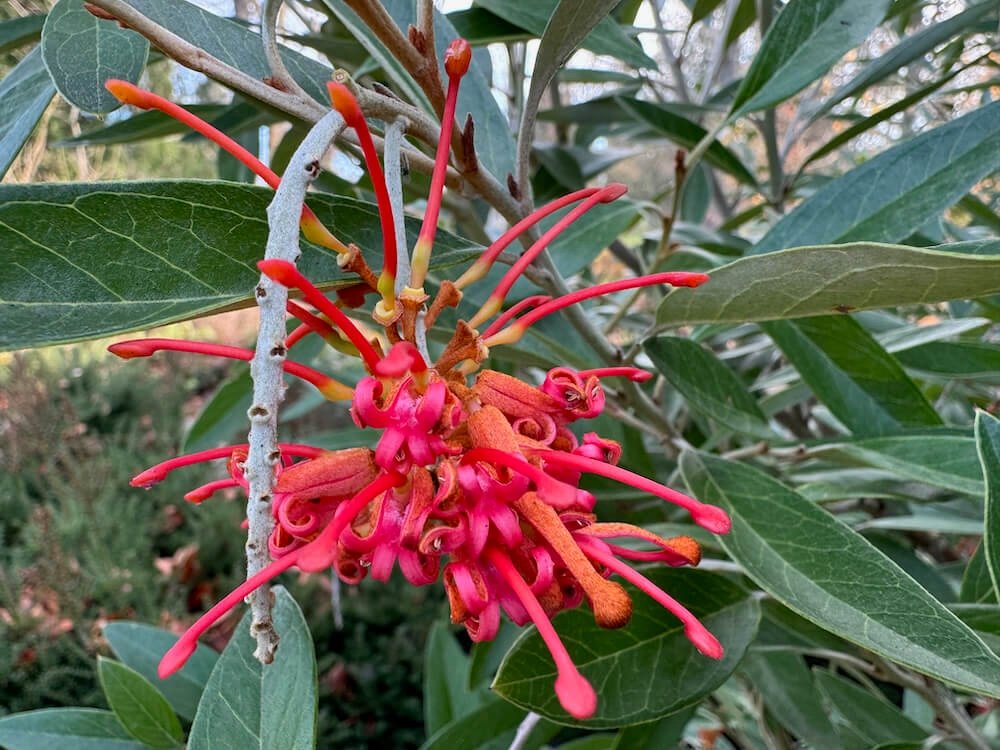 GREVILLEA