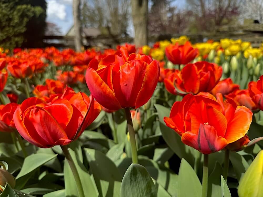 Tulipa 'Ad Rem'