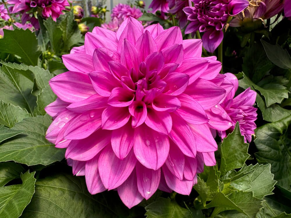 Dahlia 'La Bella Maggiore Rose'