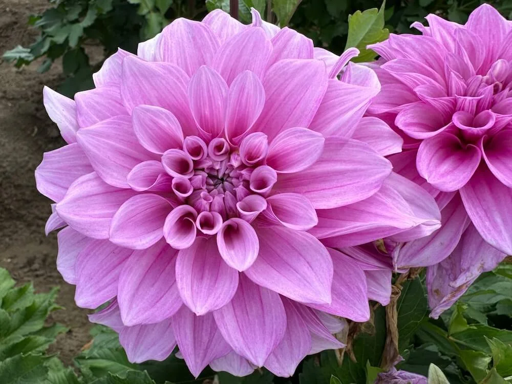 Dahlia 'Orchid Ice'