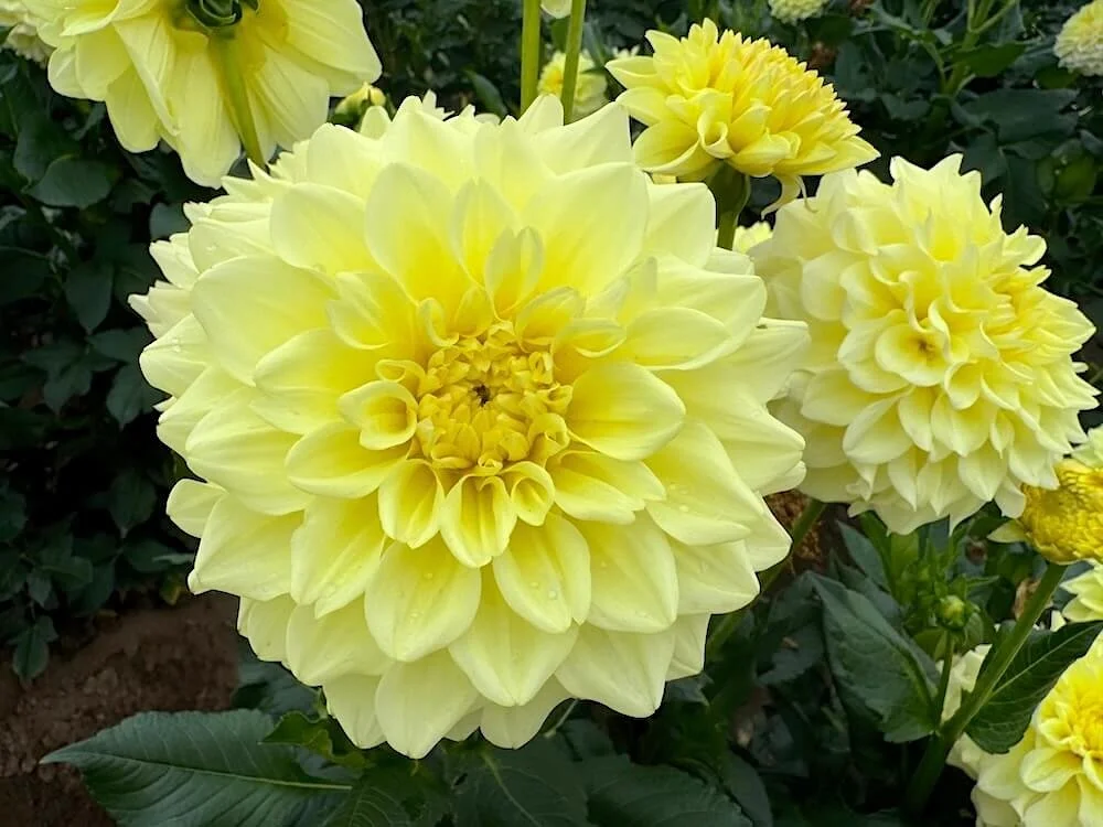 Dahlia 'A-Peeling'