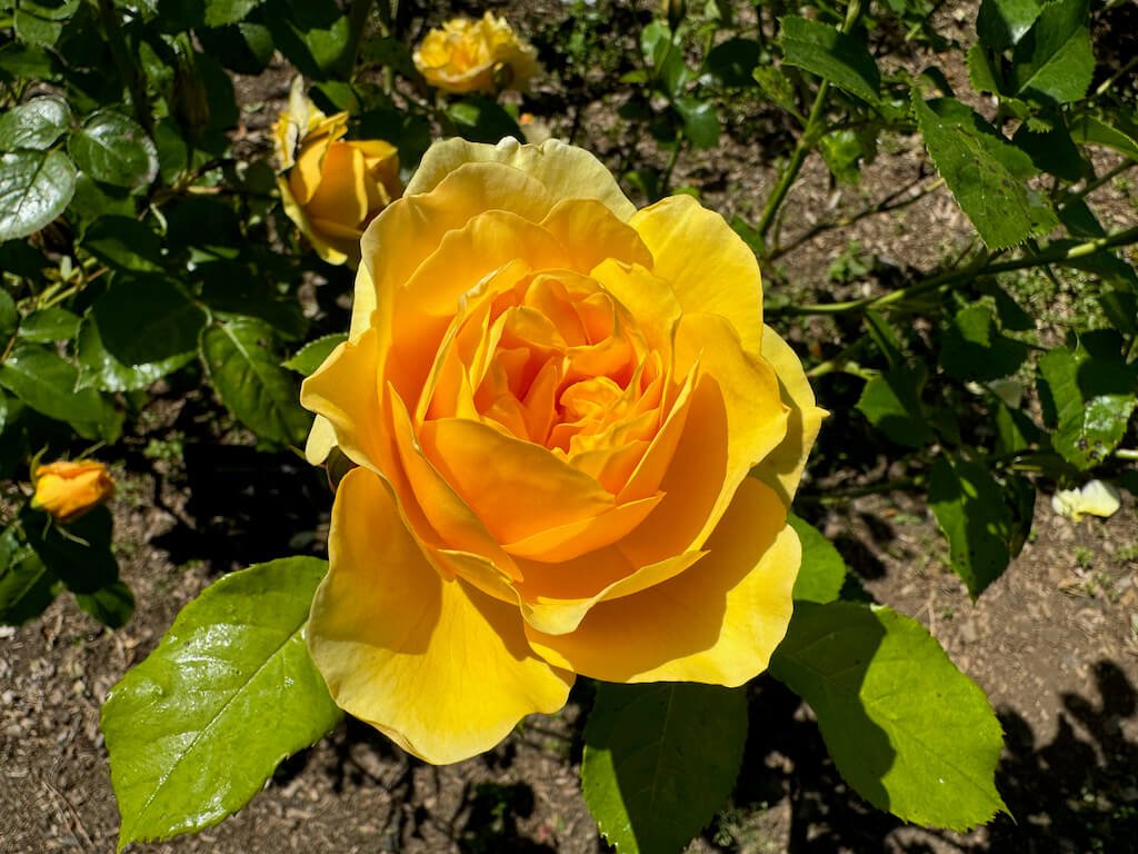 Rosa 'Graham Thomas'