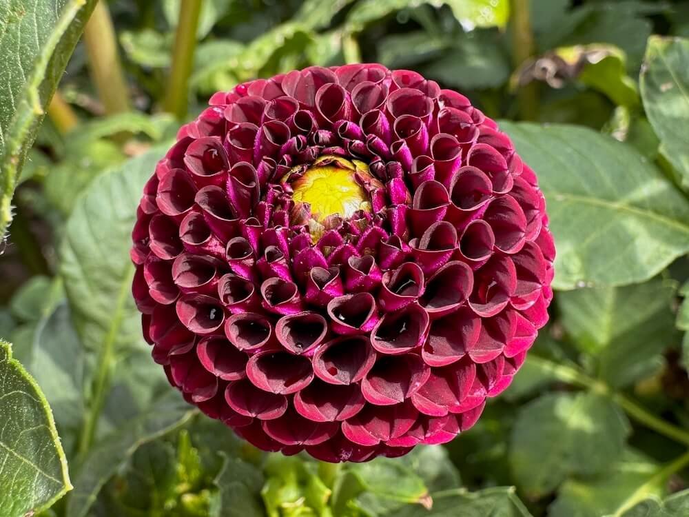 Dahlia 'Crossfield Ebony'