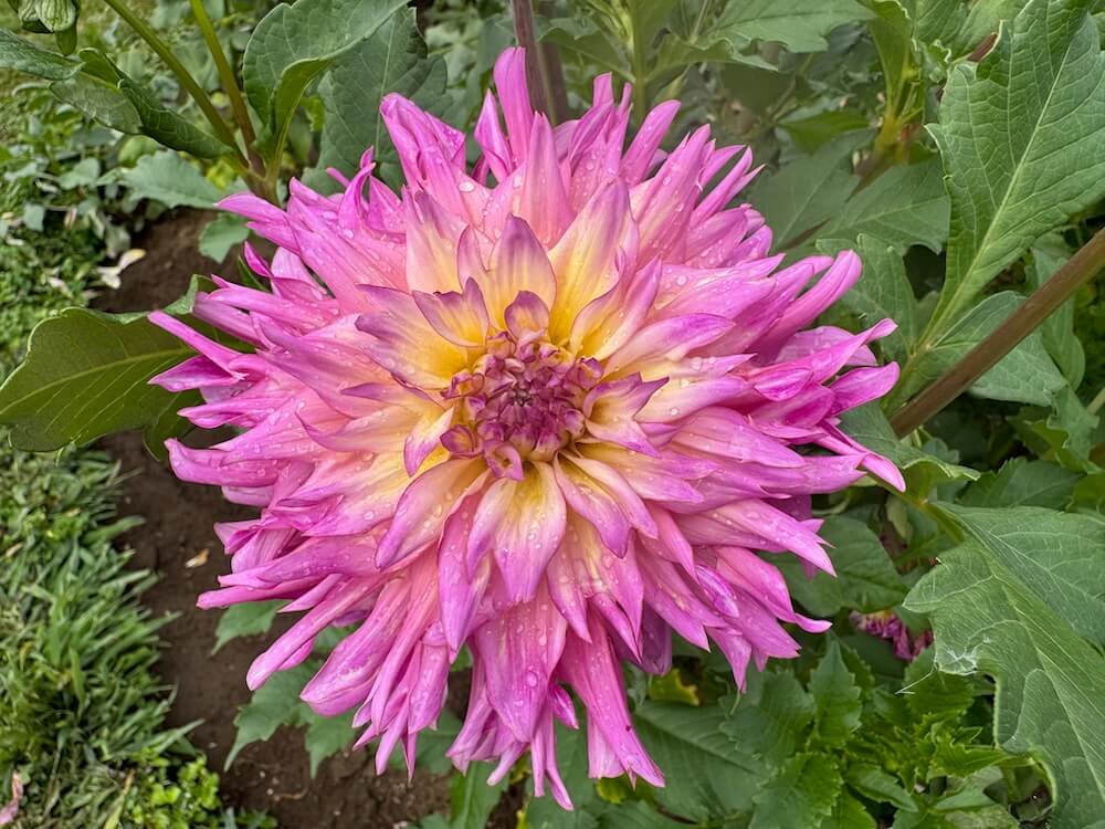 Dahlia 'Sweet Grace'