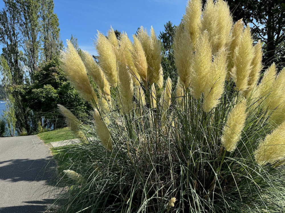 Cortaderia selloana