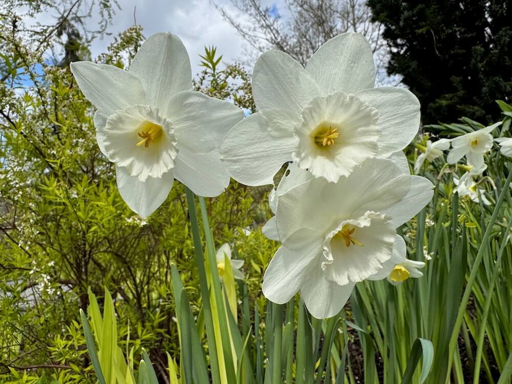 Narcissus 'Frosty Snow'