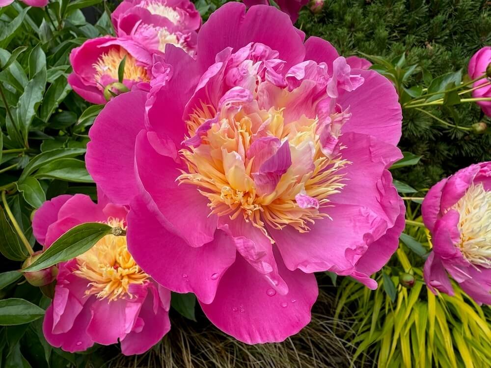 Paeonia lactiflora 'Bowl of Beauty'