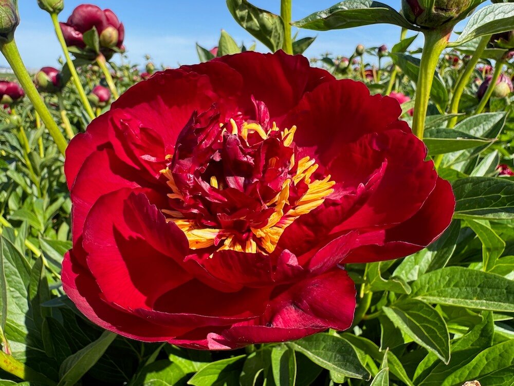 Paeonia lactiflora 'Buckeye Belle'