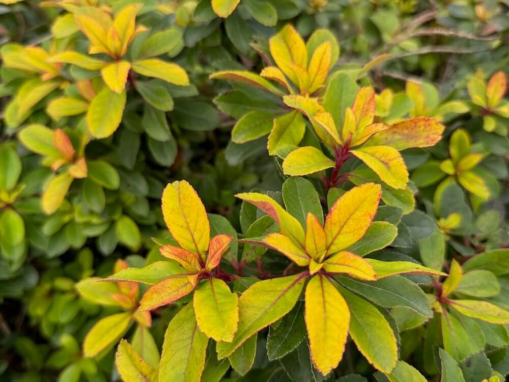 Escallonia laevis 'Gold Brian'
