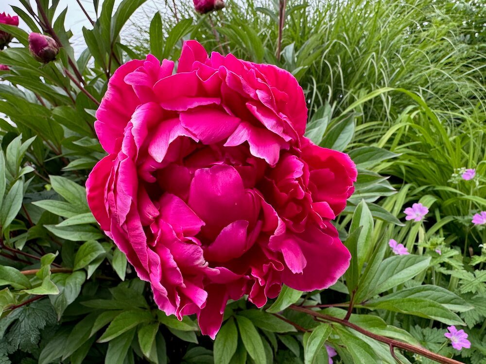 Paeonia lactiflora 'Kansas'
