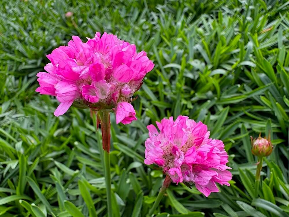 Armeria pseudarmeria Dreameria 'Daydream'