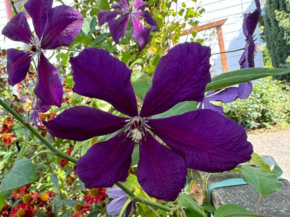 Clematis 'Negritjanka'