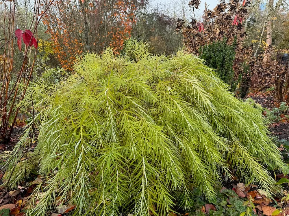 Amsonia ciliata 'Halfway to Arkansas'