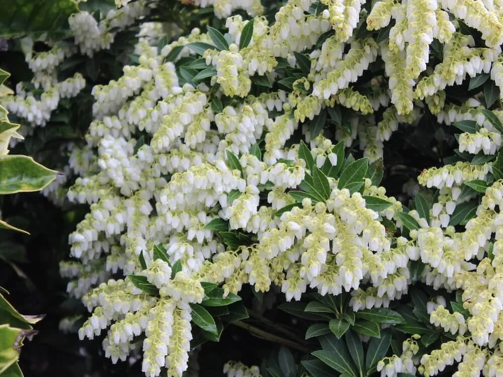 Pieris japonica 'Cavatine'