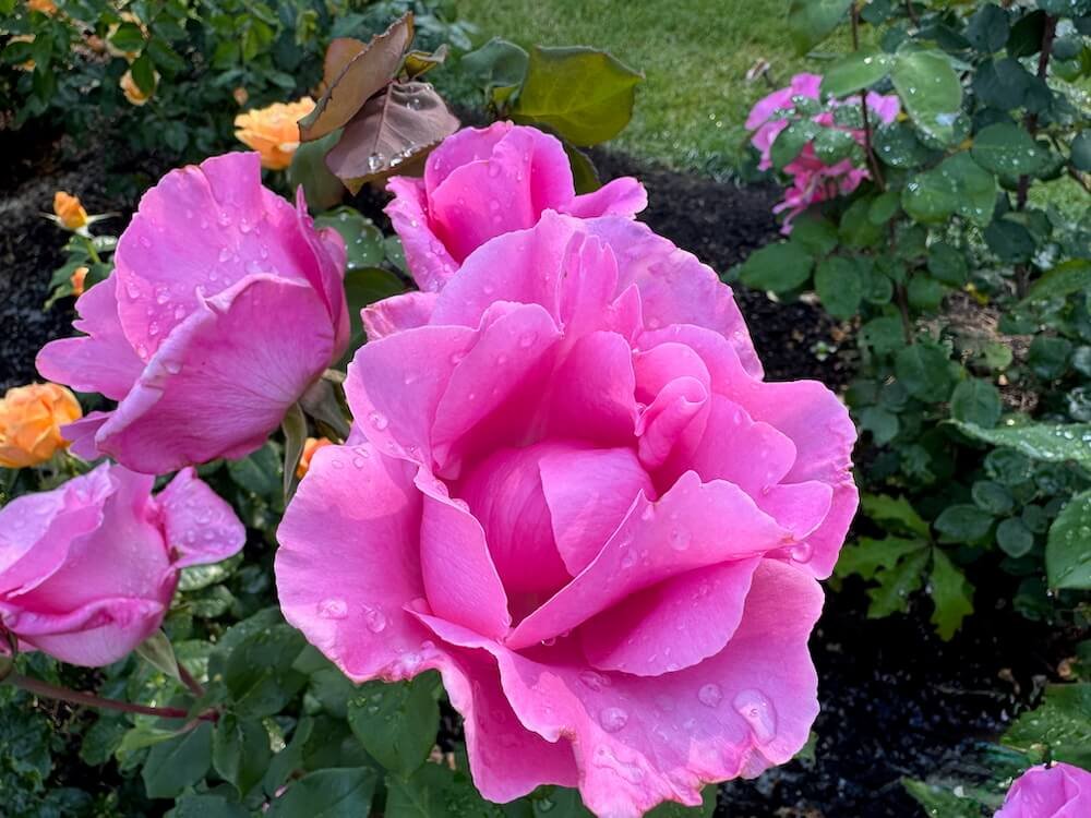 Rosa 'McCartney'