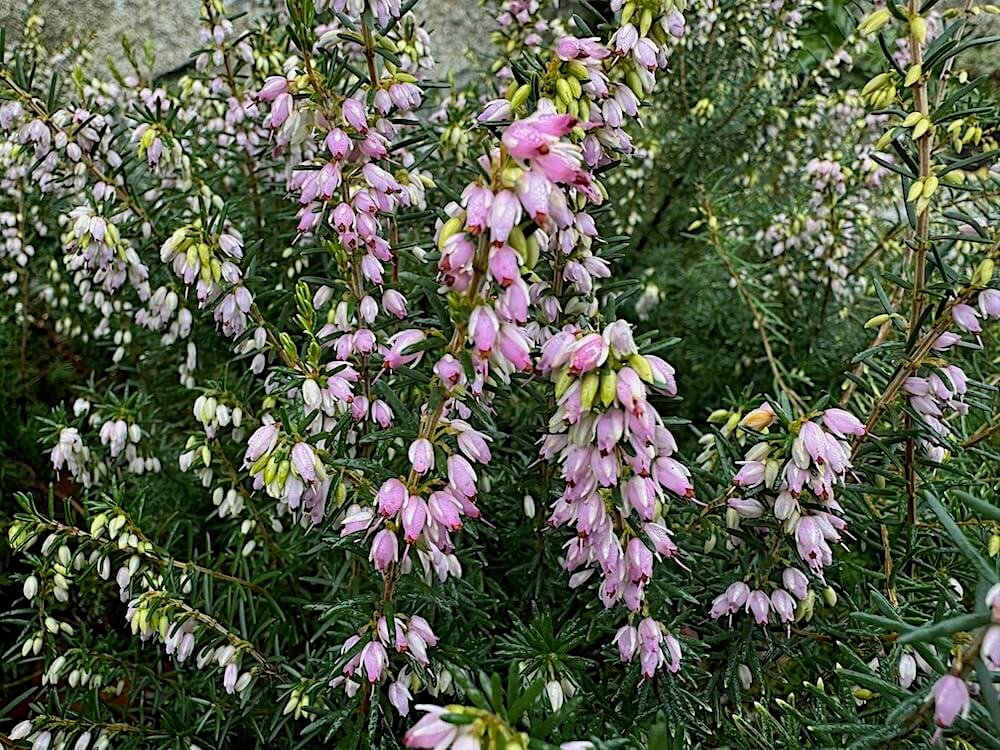 Erica carnea 'Springwood Pink'