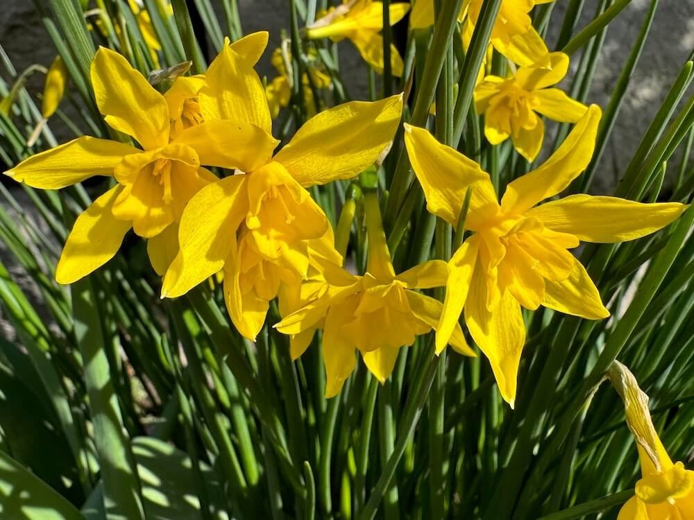 Narcissus x odorus 'Campernelle'