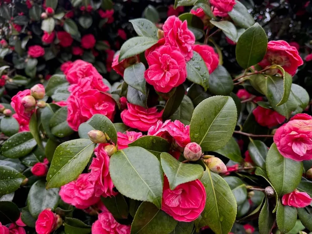 Camellia japonica 'Rose Dawn'