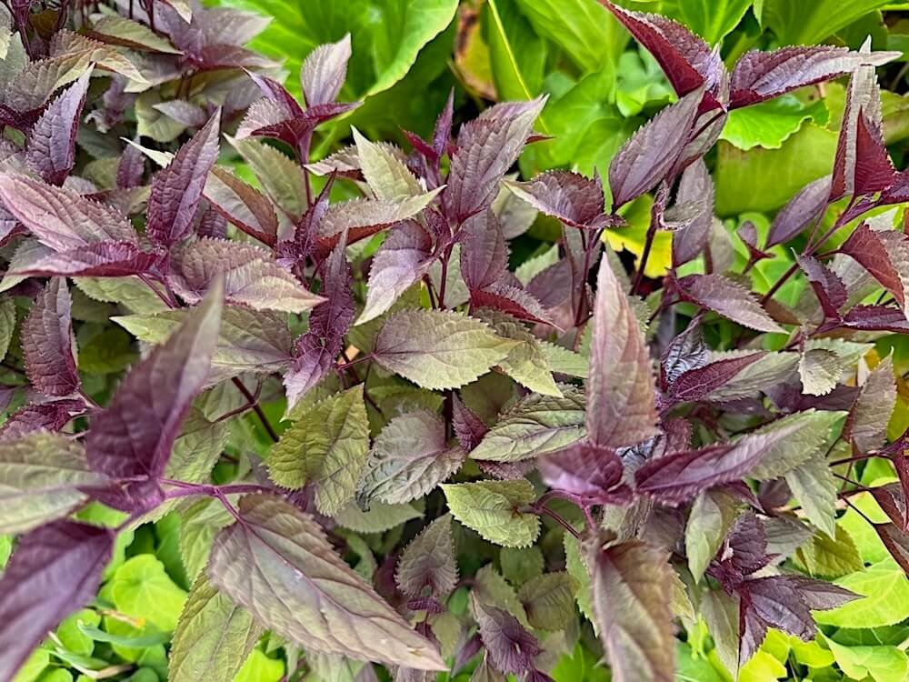 Ageratina altissima 'Chocolate'