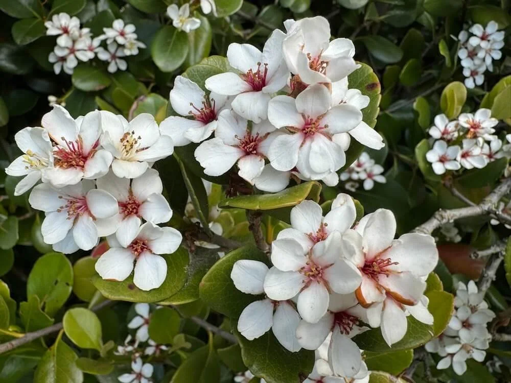 HAWTHORN (Rhaphiolepis)