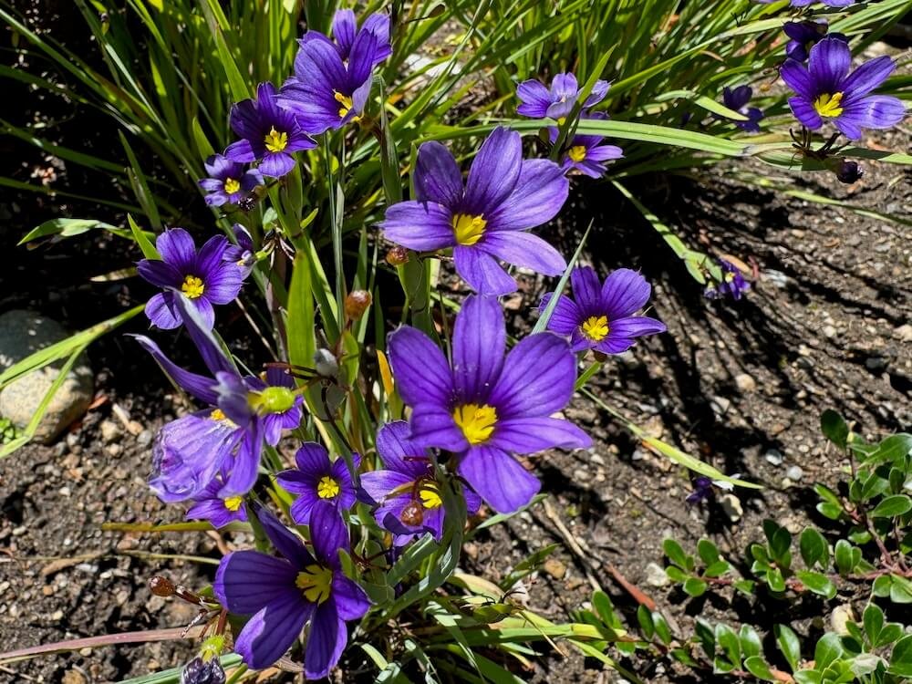 Sisyrinchium angustifolium