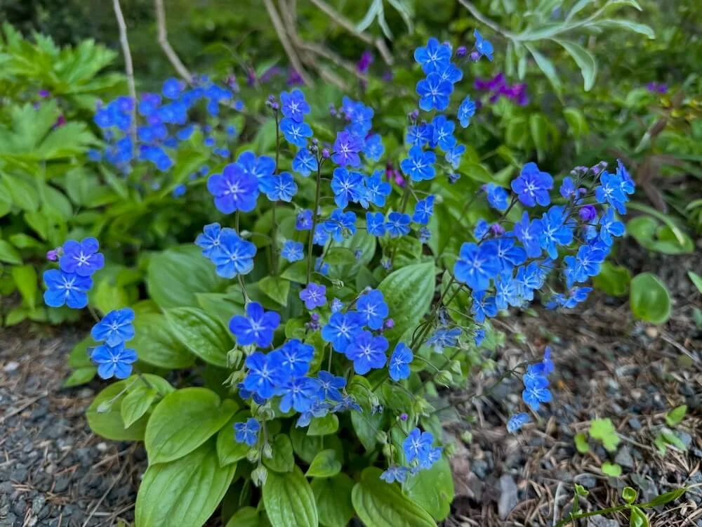 Omphalodes verna