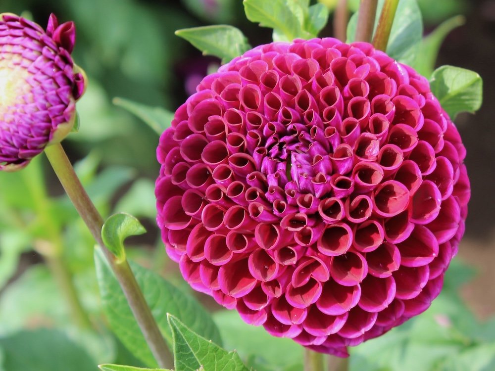 Dahlia 'Ivanetti'