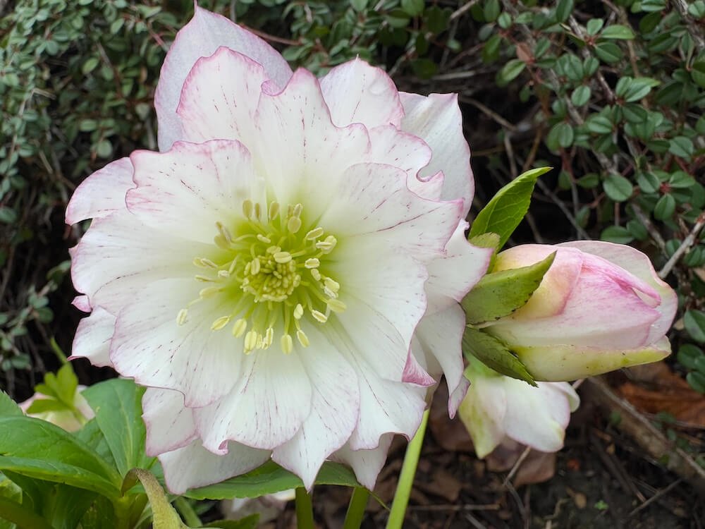 Helleborus x hybridus 'Flower Girl'