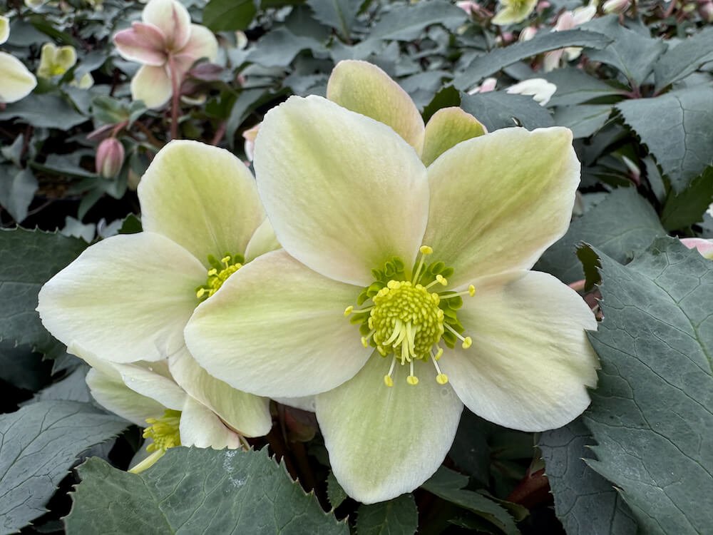 Helleborus x e. HGC 'Monte Christo'
