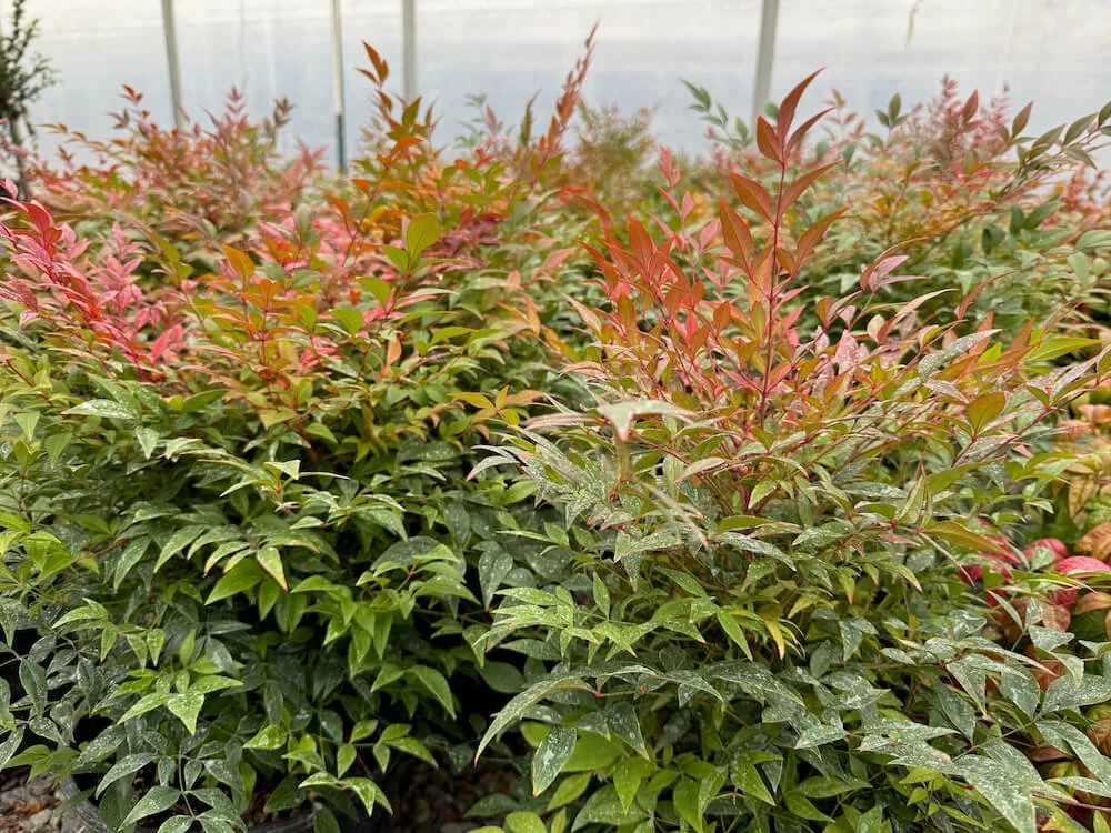 HEAVENLY BAMBOO (Nandina)