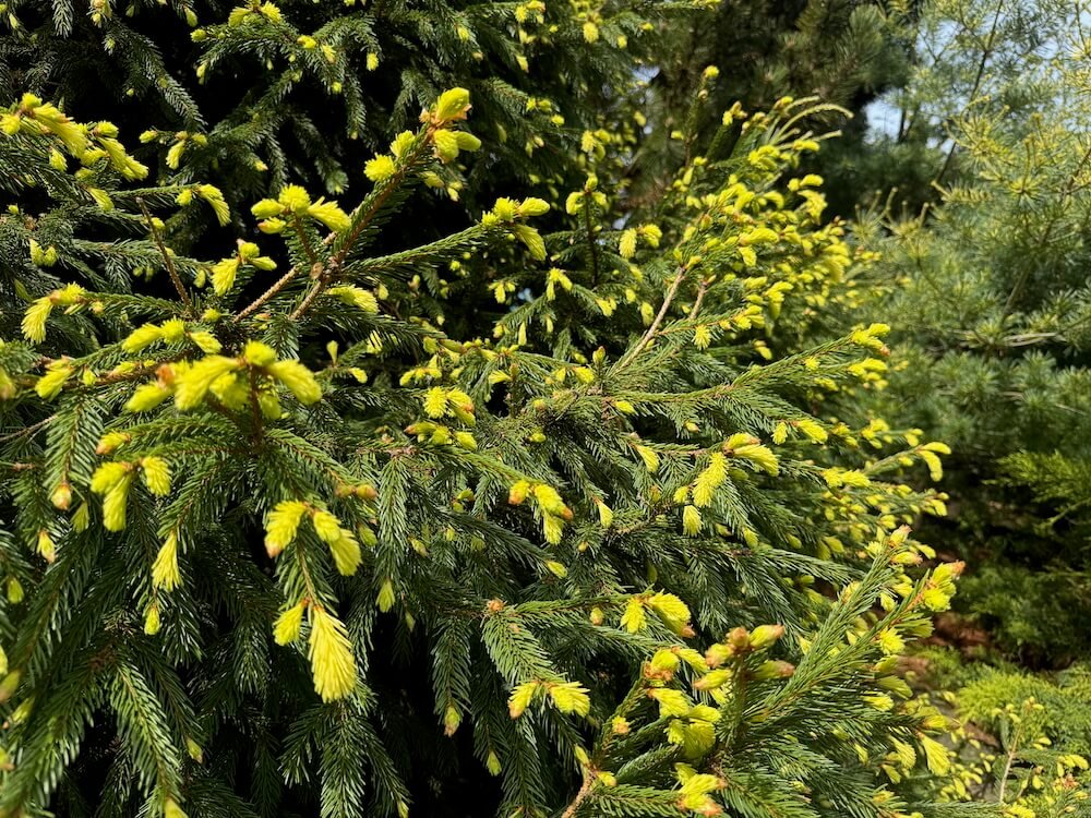 Picea abies 'Perry's Gold'