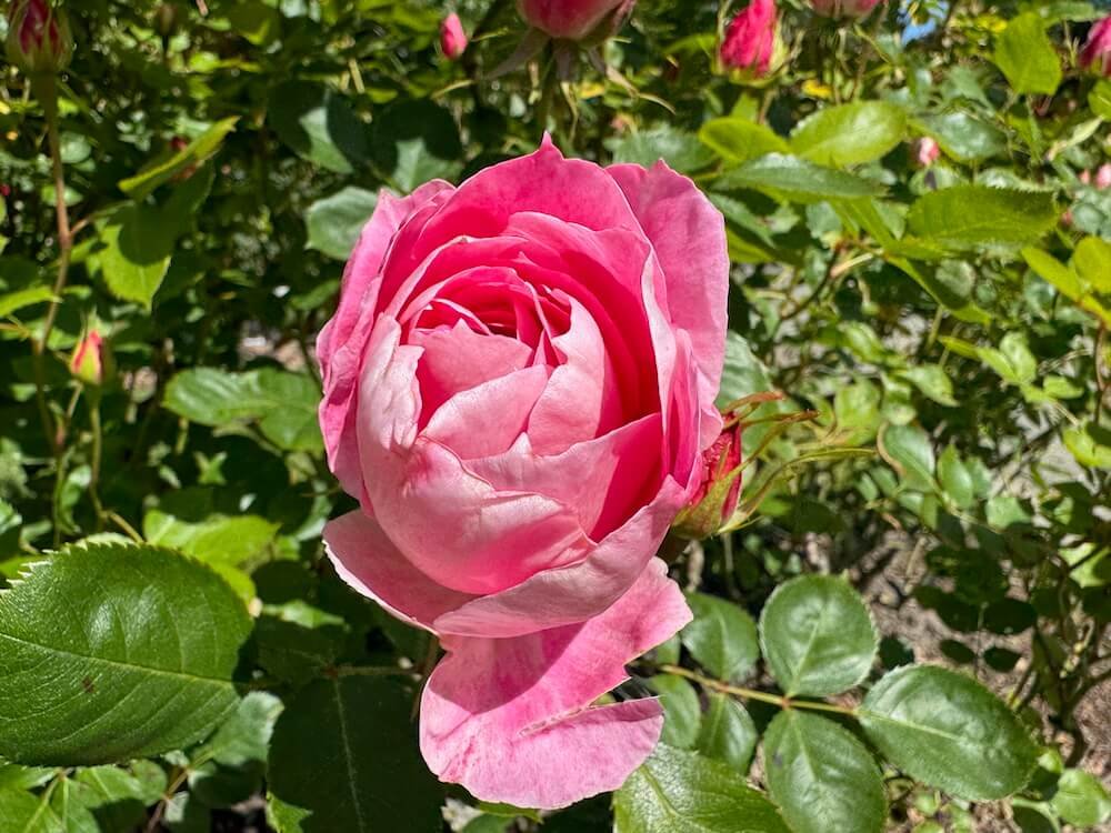 Rosa 'Carefree Wonder'