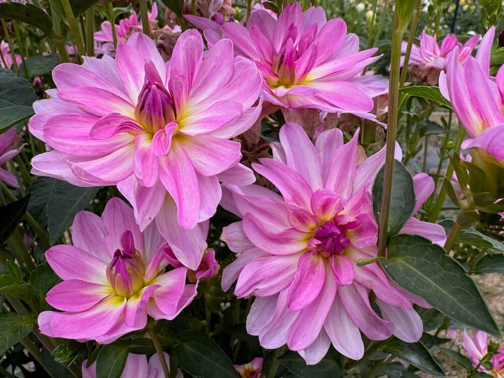 Dahlia 'Missy Sue'