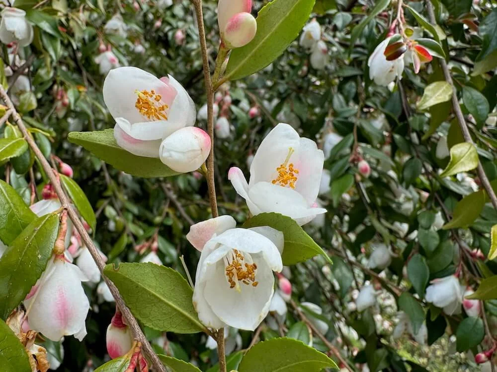 Camellia tsaii var. synaptica