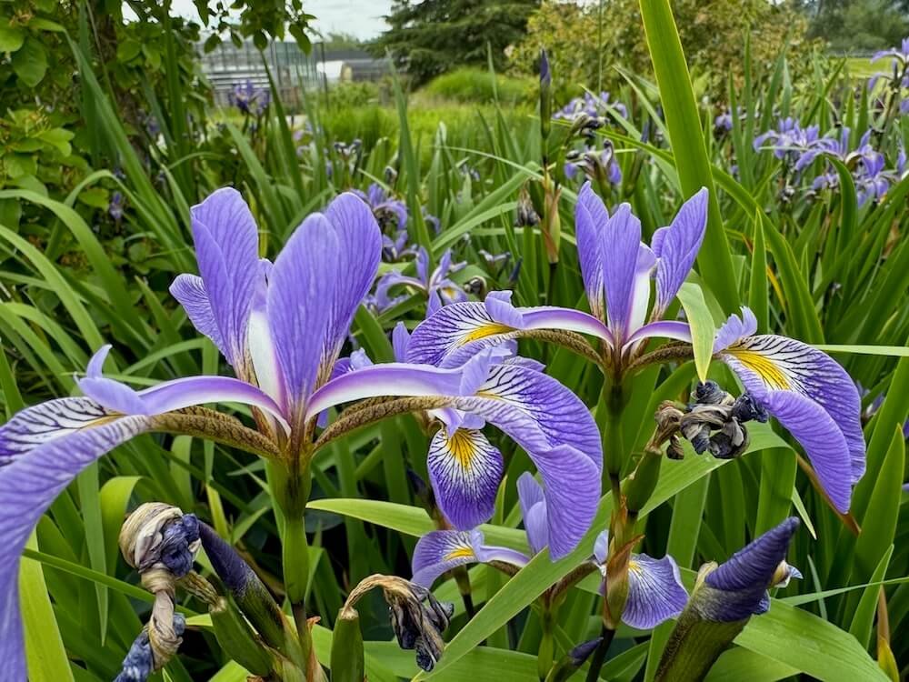Iris versicolor