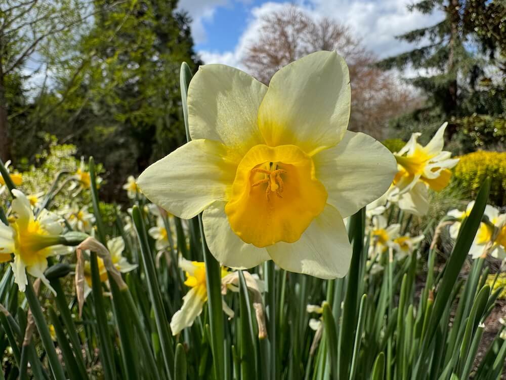 Narcissus 'Golden Echo'