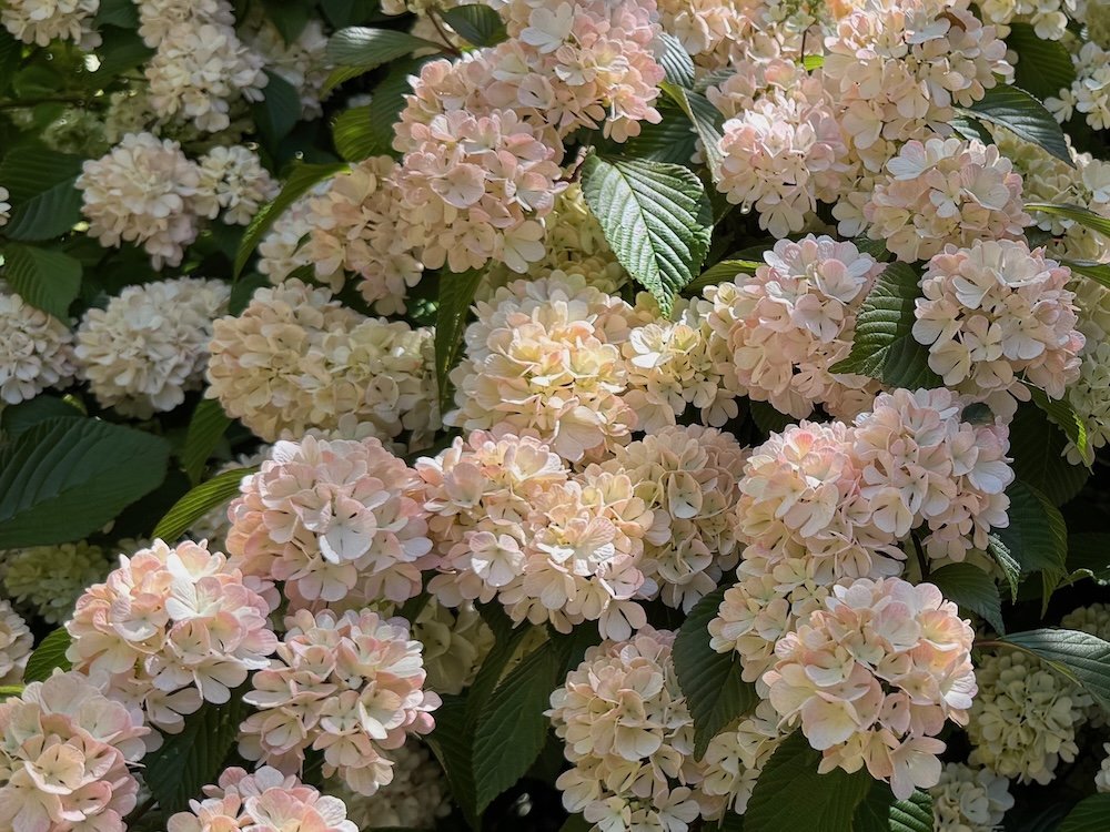 Spring Blooming Shrubs