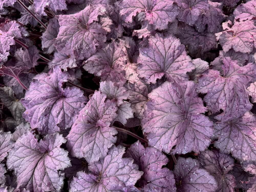 Heuchera x villosa 'TNHEUGA'