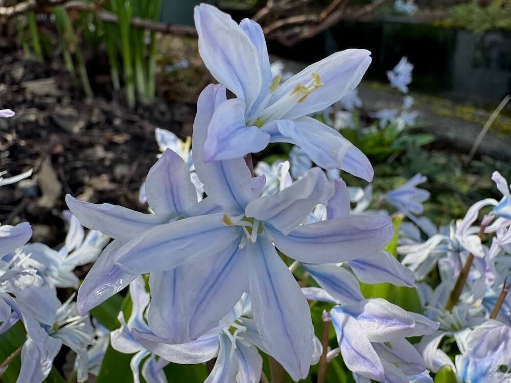 Scilla mischtschenkona