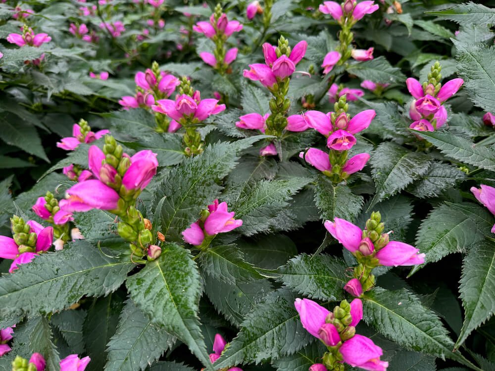 Chelone lyonii 'Hot Lips'